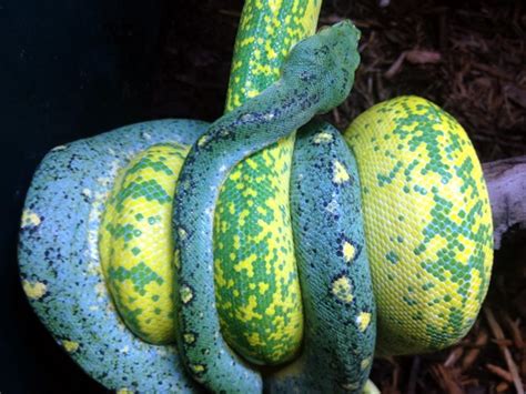 beautifully colored snakes reptiles pinterest