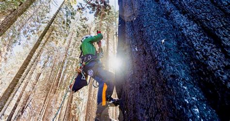manistees giant sequoia   climbed cloned freshwater reporter
