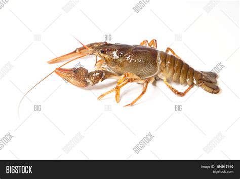river crayfish  image photo  trial bigstock