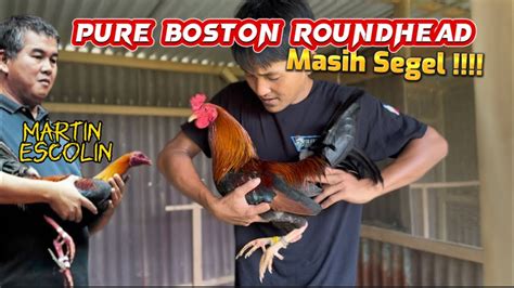 Ayam Paling Cantik Dari Escolin ‼️ Pure Boston Rh ⁉️ Youtube