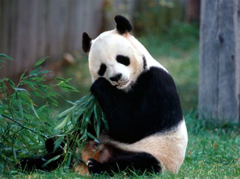panda velka ailuropoda melanoleuca chovzviratcz