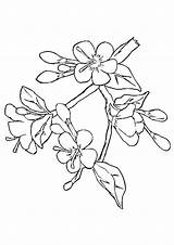 Bunga Sakura Mewarnai Terbaru Momjunction Getdrawings Ide Penting Indah Menawan sketch template