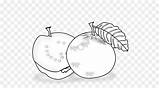 Jambu Biji Buah Mewarnai Buahan Guava Kumpulan Bagus sketch template