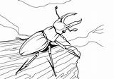Escarabajo Escarabajos sketch template