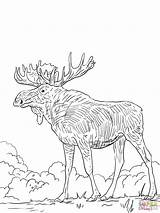 Elk Alce Moose Disegni Colorare Vector sketch template