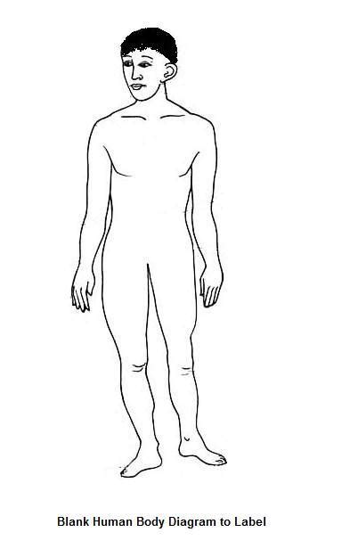 blank body   blank body png images  cliparts