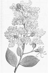 Myrtle Crape Indica Lagerstroemia sketch template