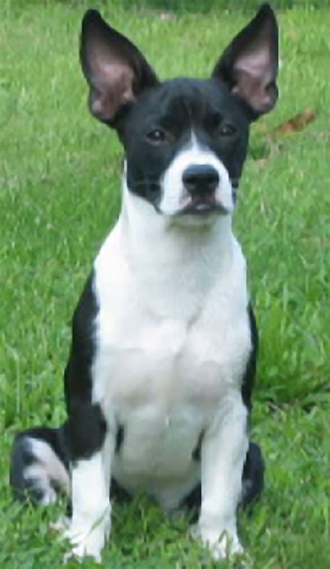 boston terrier jack russell terrier mix oreo  dog breeds picture