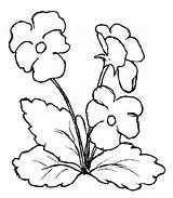 Pansy Coloring Pages Flower Clip Flowers Simple Clipart Drawing Pansies Cliparts Plants Printable Color Line Toddlers Colouring Print Clipartbest Library sketch template