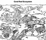 Coloring Reef Corail Nature Coloriages sketch template