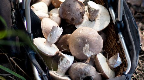 Foraging For Edible Wild Mushrooms 1000x560 Crush Mag Online