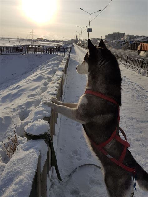 pin  eniqueu  siberian husky sziberiai husky siberian husky