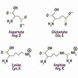 Amino Acid Charged Biochemistry Acids Draw sketch template