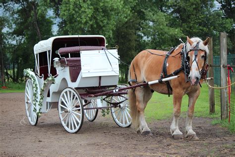 photo horse carriage carriage tourism urban