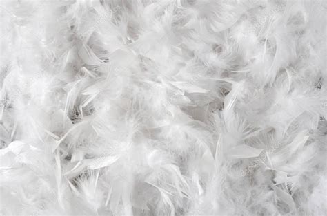 white feathers background stock photo  valentyna