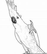 Drawing Cockatoo Coloring Printable Cockatoos Getdrawings Parrot sketch template