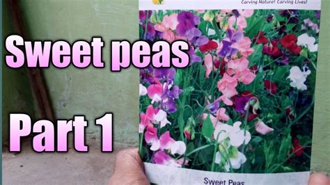 grow sweet pea  seeds part  youtube