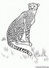 Colorkid Cheetah Caccia sketch template