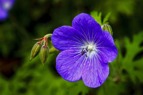 violet flower image  stock photo public domain photo cc images