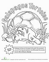 Tortoise Coloring Color Galapagos Worksheet Hare Islands Animals Worksheets Sheet Island Grade Choose Board Turtle Divyajanani sketch template