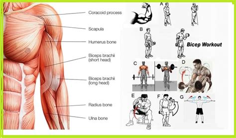 bicep workout killer bicep workout  explode  arm size fitness workouts exercises