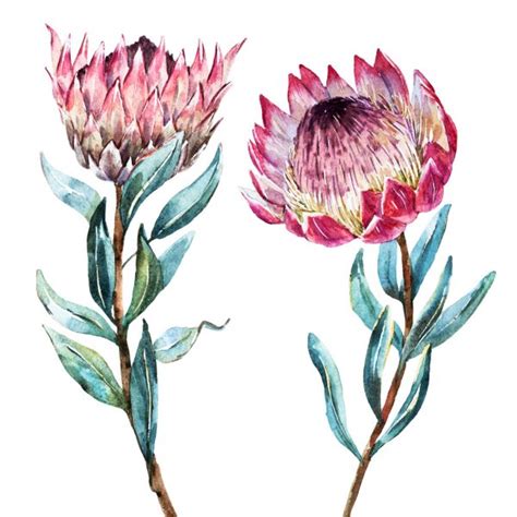 protea stock illustrations royalty  protea flower drawing