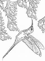 Coloring Hummingbird Pages Throated Ruby Hummingbirds Birds Color Printable Print Getdrawings Getcolorings Recommended sketch template