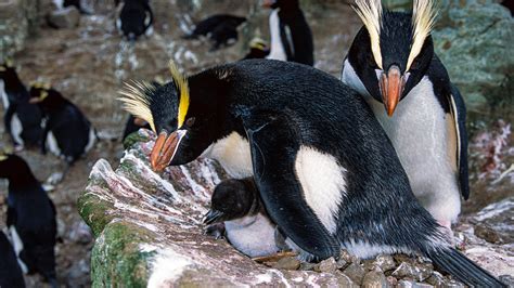 south pacific penguin dumps    potential chicks