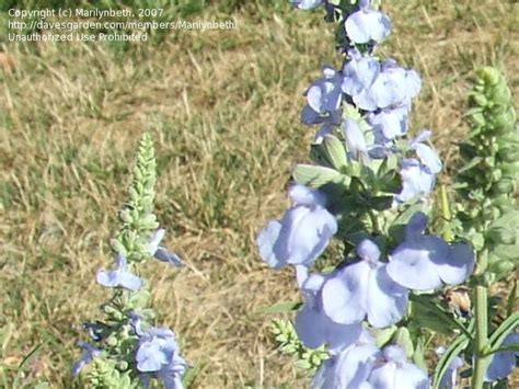 plantfiles pictures salvia pitcher sage wild blue sage nekan salvia azurea by gerris2