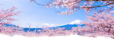 Japan Cherry Blossom Forecast And Spots 2022 Willer Travel