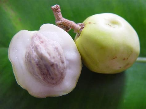 venezuela agridulce icaco algodon convertido en dulce