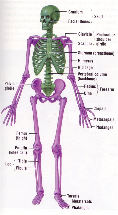 skeletal system diagram modernhealcom