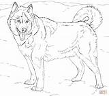 Coloring Husky Pages Alaskan Printable sketch template