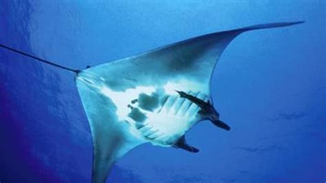 deep sea secrets  massive manta rays revealed fox news