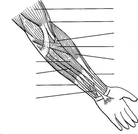 arm coloring pages coloring home