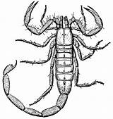 Scorpion Desert Biology Animal Designlooter sketch template