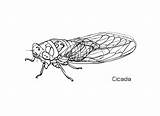 Cicada Coloring Pages Animals Drawing Preschool Colouring Printable Color Kids sketch template