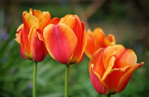 tulips flowers buds wallpaper hd flowers  wallpapers images  background wallpapers den