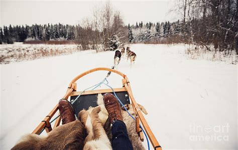 sled dogs pulling  sled photograph  andrey bayda fine art america