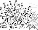 Coloring Seahorse Pages Seaweed Printable Color Print Kids Horse Around Ocean Sheets Draw Step Everfreecoloring Google Au sketch template
