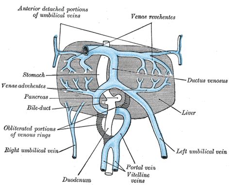 liver psychology wiki fandom powered by wikia