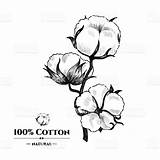 Cotton Drawing Plant Drawings Result 선택 보드 Paintingvalley sketch template