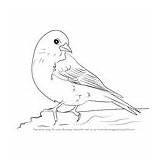 Siskin Pine Draw Step Drawing Tutorials Birds Animals Tutorial sketch template