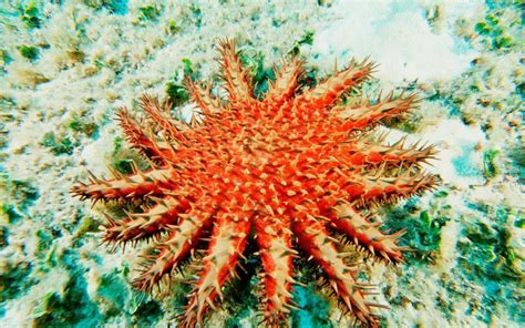 australia launches mass cull  coral eating starfish  save great