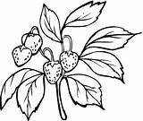 Strawberry Coloring Pages Printable Drawing Strawberries Plant Color Buah Bush Outline Printables Branch Ryan Guava Clipart Leaves Supercoloring Embroidery Trulyhandpicked sketch template