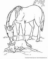Coloring Horse Pages Foal Horses Print Printable Mare Sleeping Her Kids Colouring Honkingdonkey Color sketch template