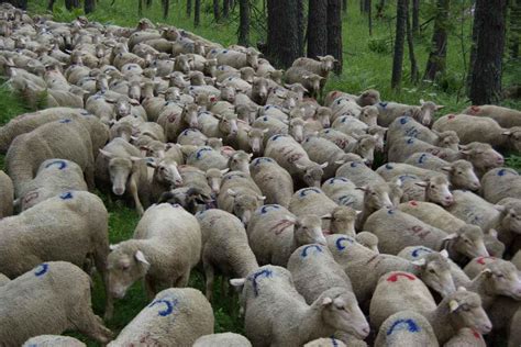 au coeur du troupeau de mouton aramino julien