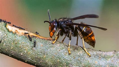 Bee Killer Asian Hornets Head To Uk As Volunteers Try To Stop Invasive