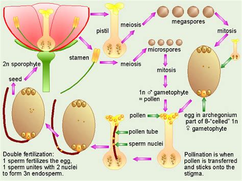 angiosperms