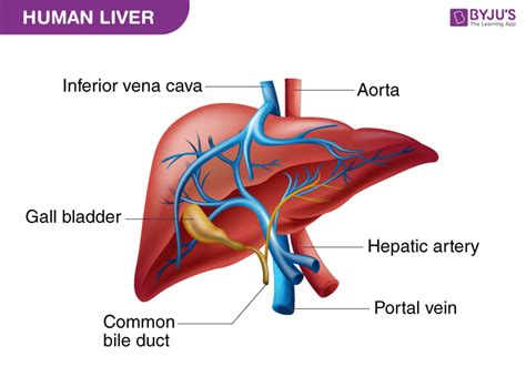 liver diagram  detailed illustrations  clear labels